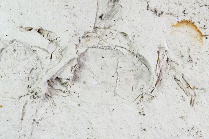 Fossil Pea Crab (Pinnixa) From California - Miocene #105026